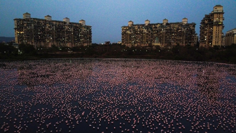 MUMBAI, INDIA - APRIL 18: Flamingoes are seen in huge numbers behind NRI colony in Talawe wetland, Nerul, during nationwide lockdown due to Coronavirus, on April 18, 2020 in Mumbai, India.  (Photo by Pratik Chorge/Hindustan Times via Getty Images)