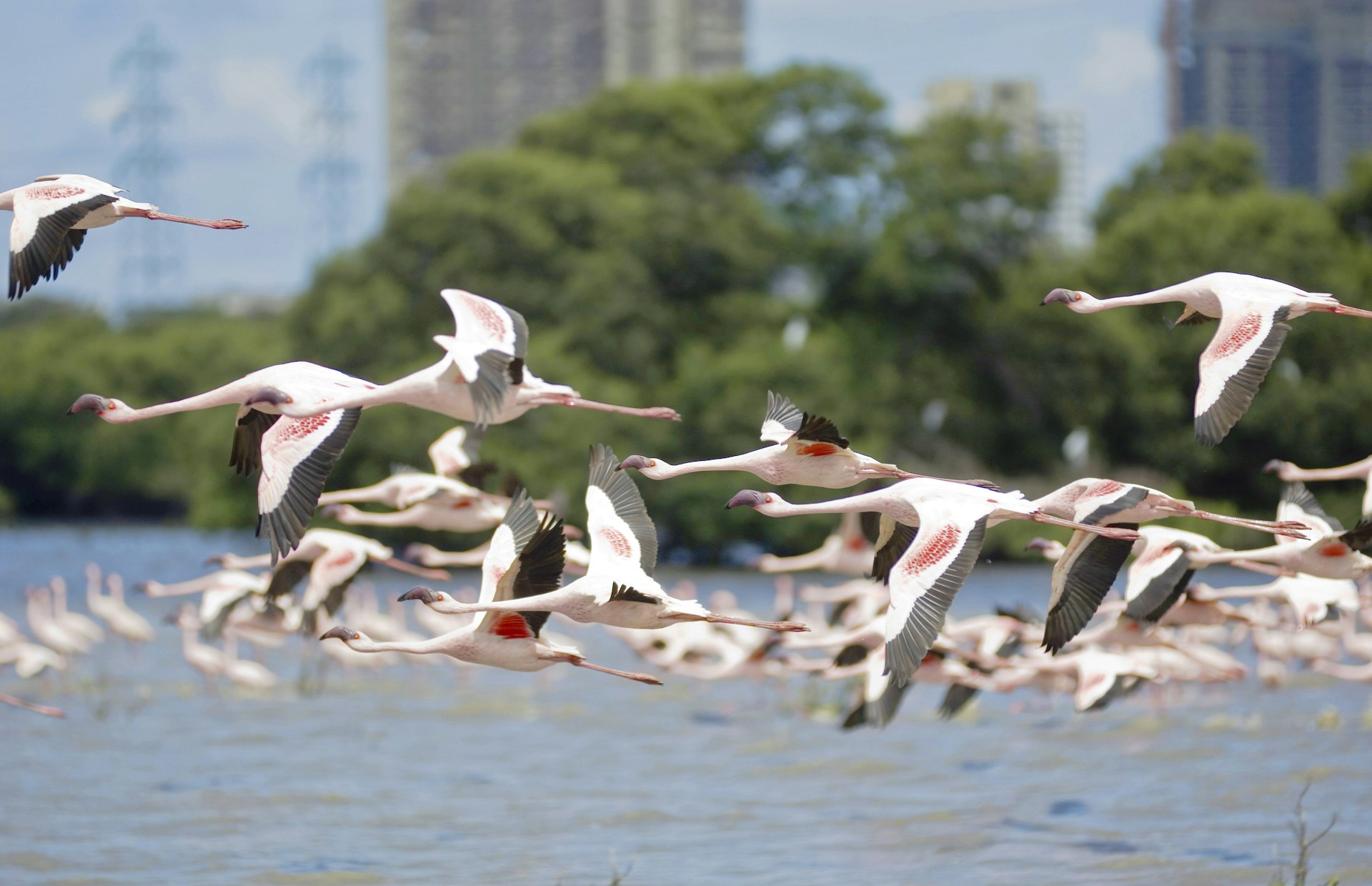 Flamingos Over Siwri Creek, Bombay, Mumbai, Maharashtra, India .