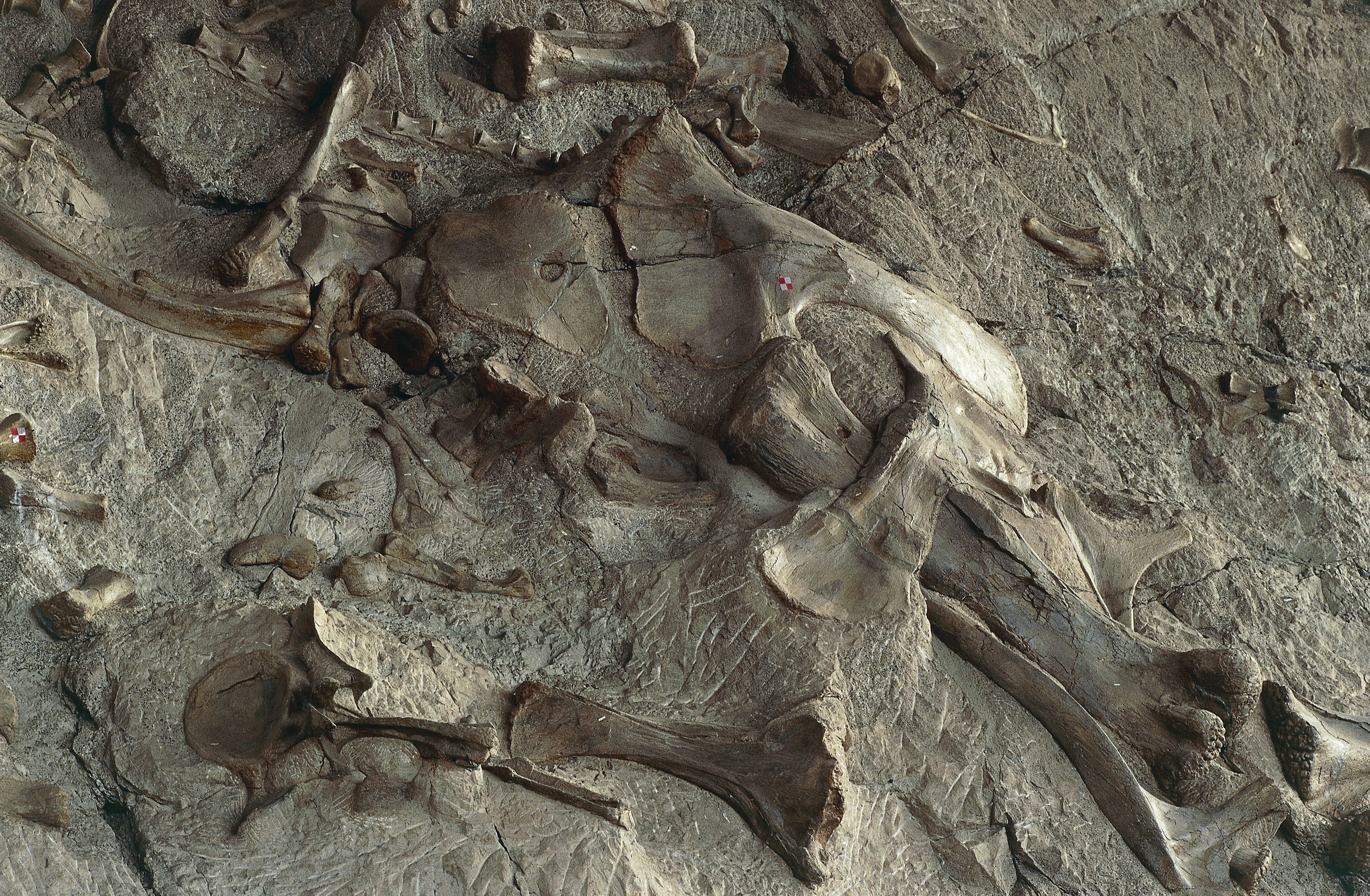 Dinosaur fossils preserved in rock