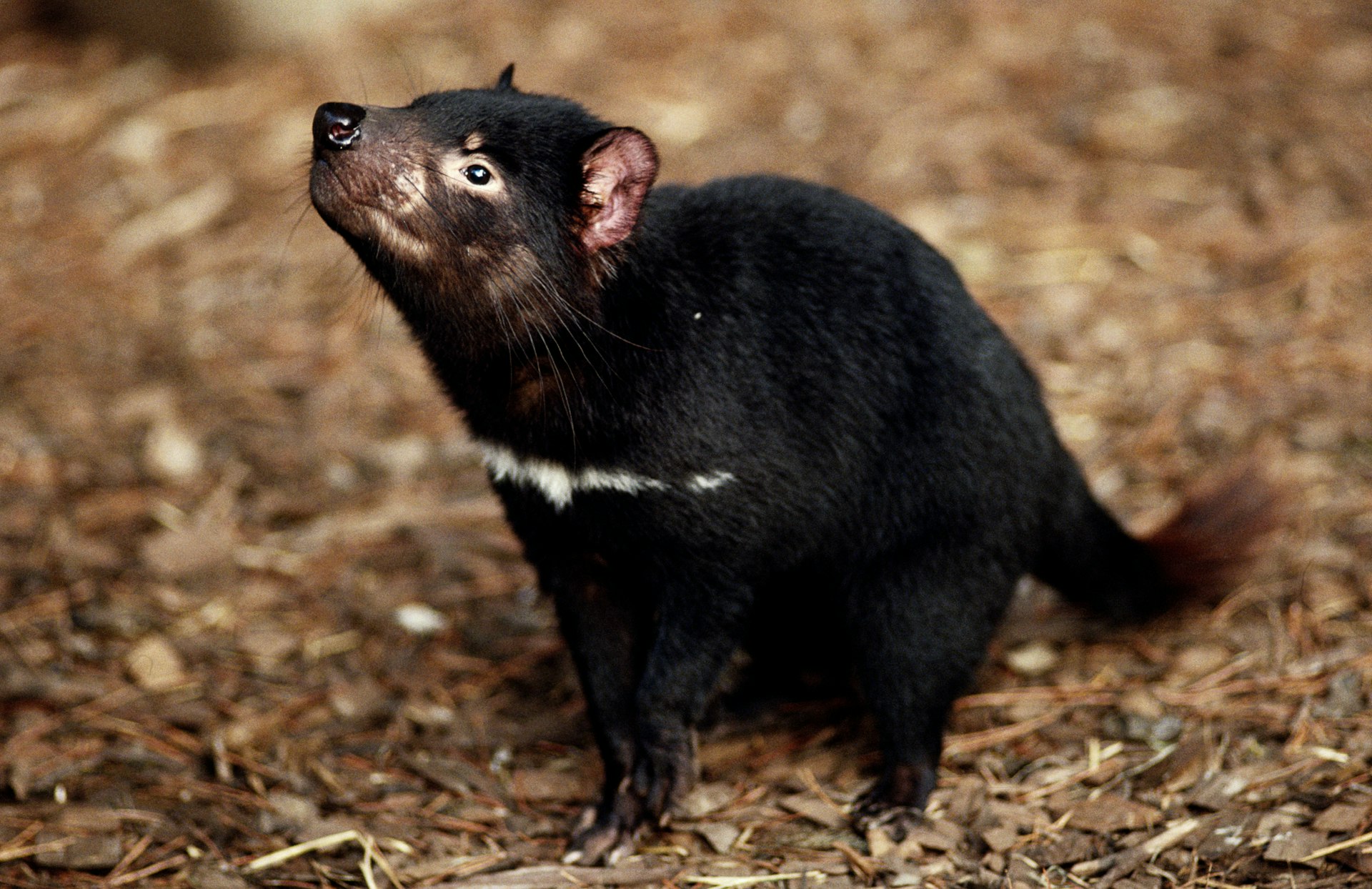 Tasmanian devil (Sarcophilus harrisii)