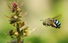 Blue Banded Bee In Flight
