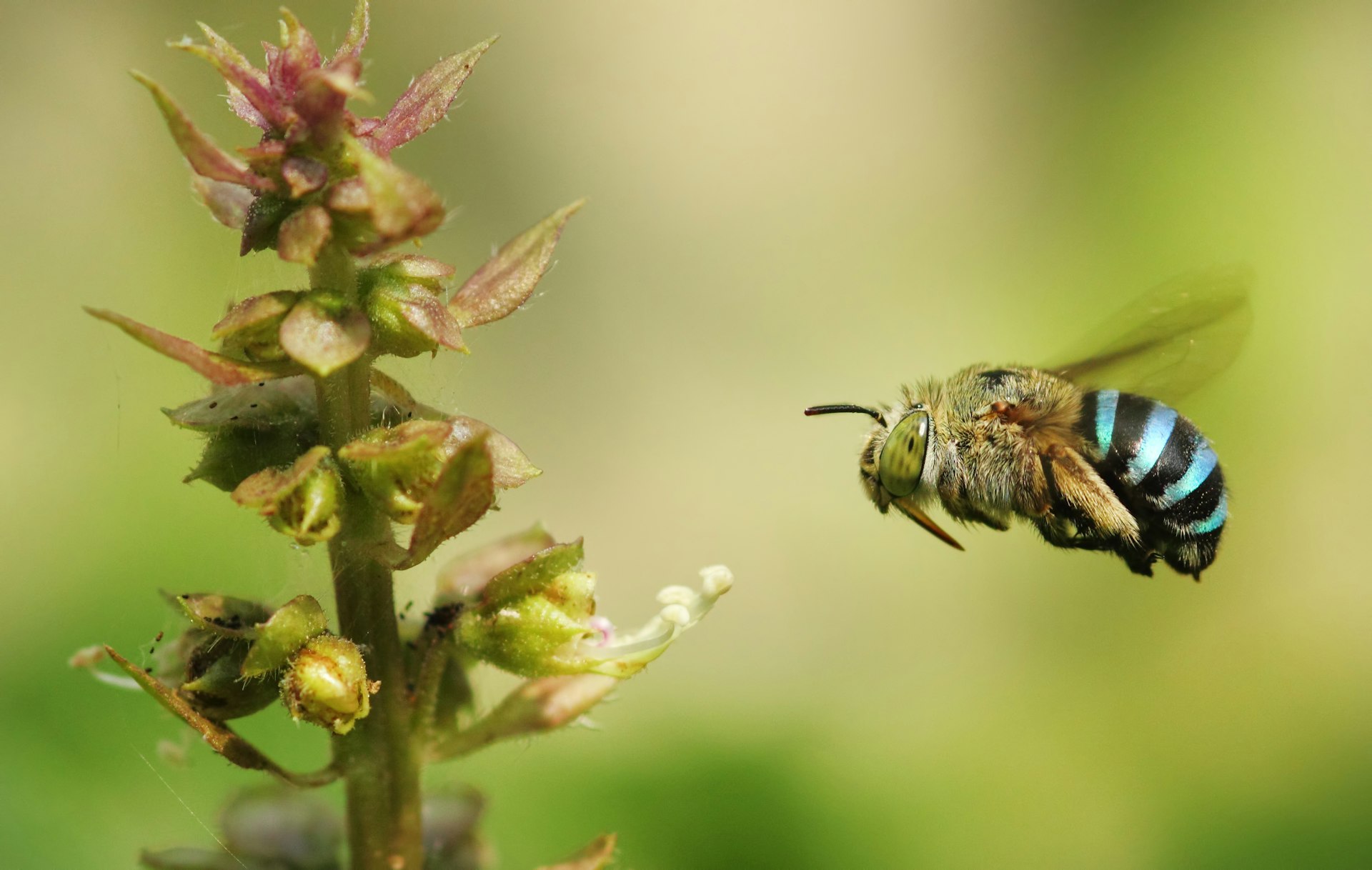 Blue Banded Bee In Flight