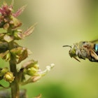 Blue Banded Bee In Flight