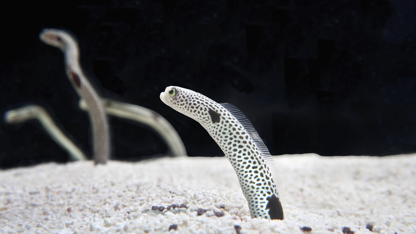 Garden eel habitat is primarily in Indo-Pacific marine waters, living in burrows on the sea floor, close to corals and reefs.
