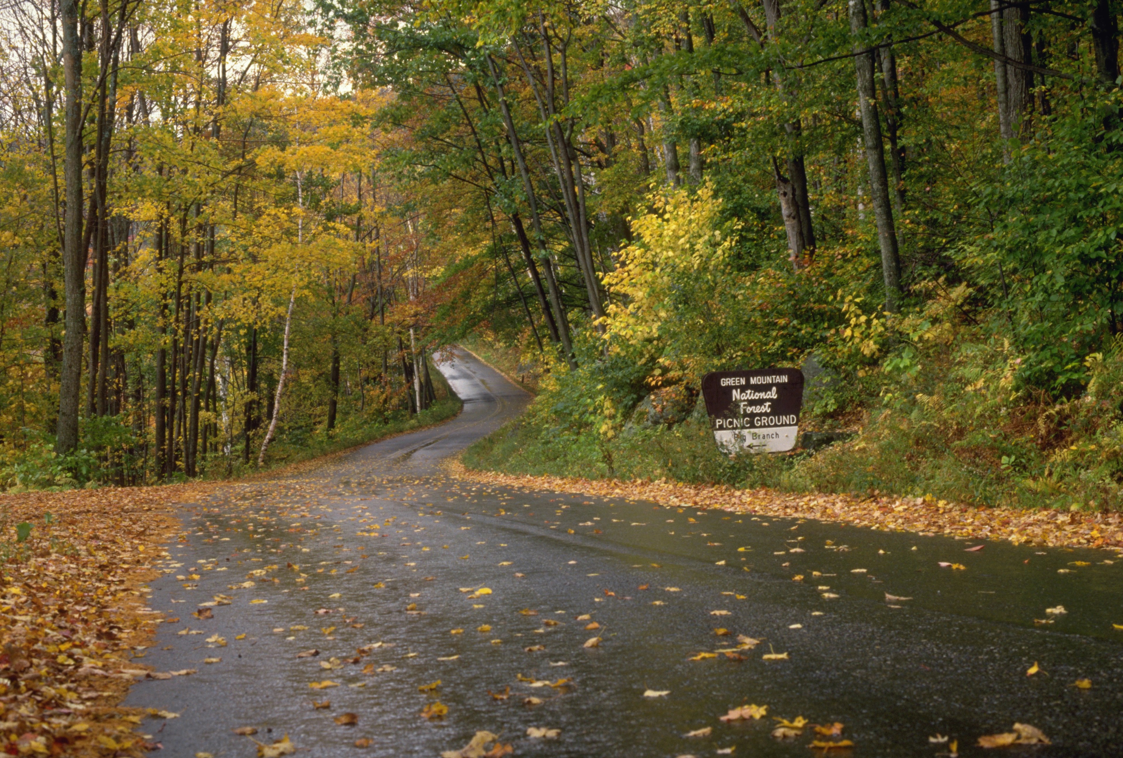 Street Cutting Through Forest