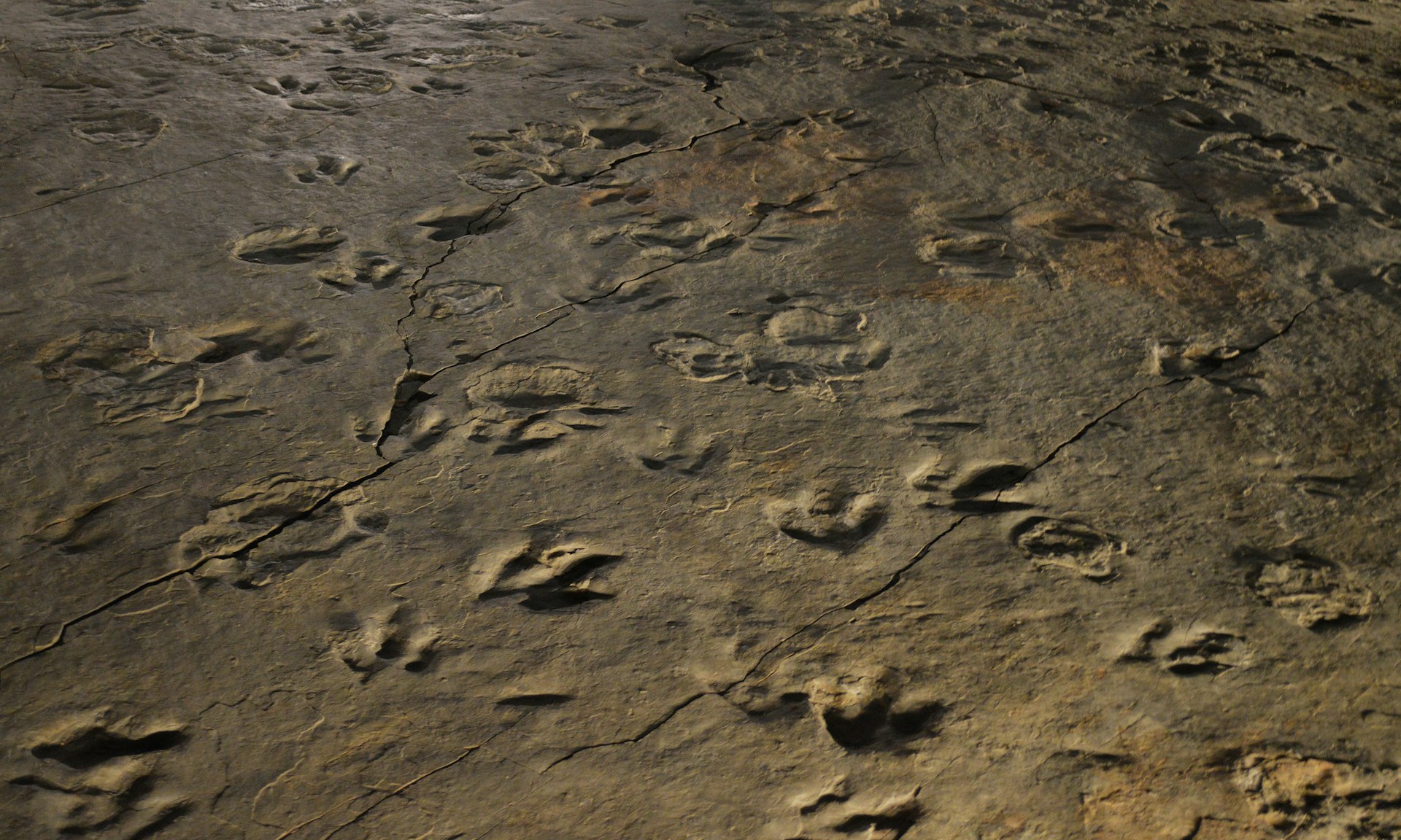 Field of Dinosaur Tracks