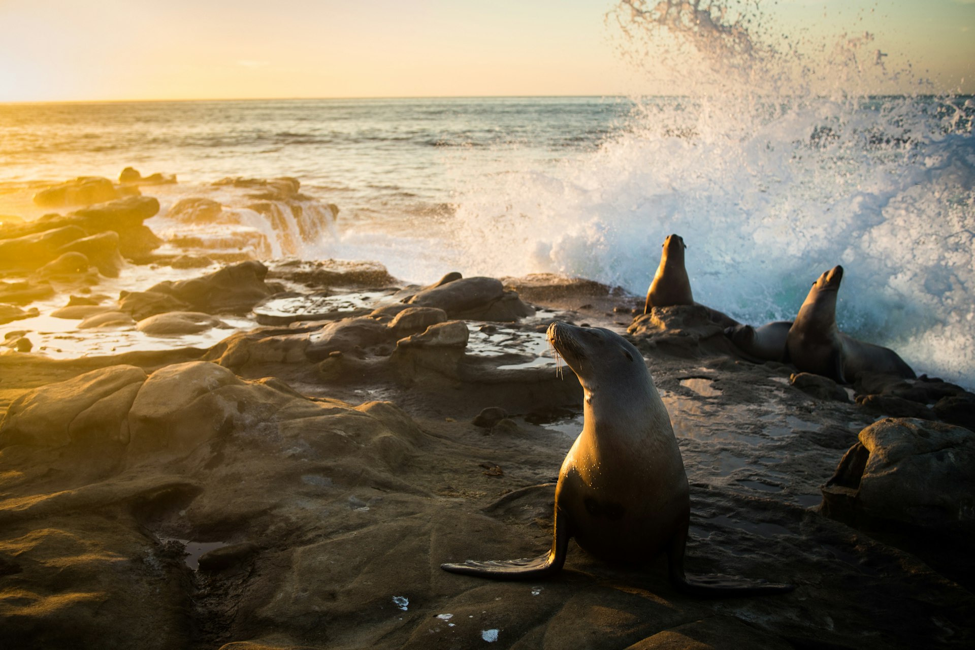 Waves crash onto sea lions sat on rocks at the Children's Pool in San Diego