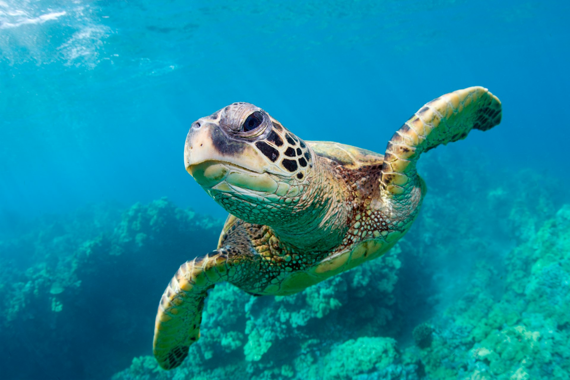 Green sea turtle swimming over coral reef underwater in Maui, Hawaii