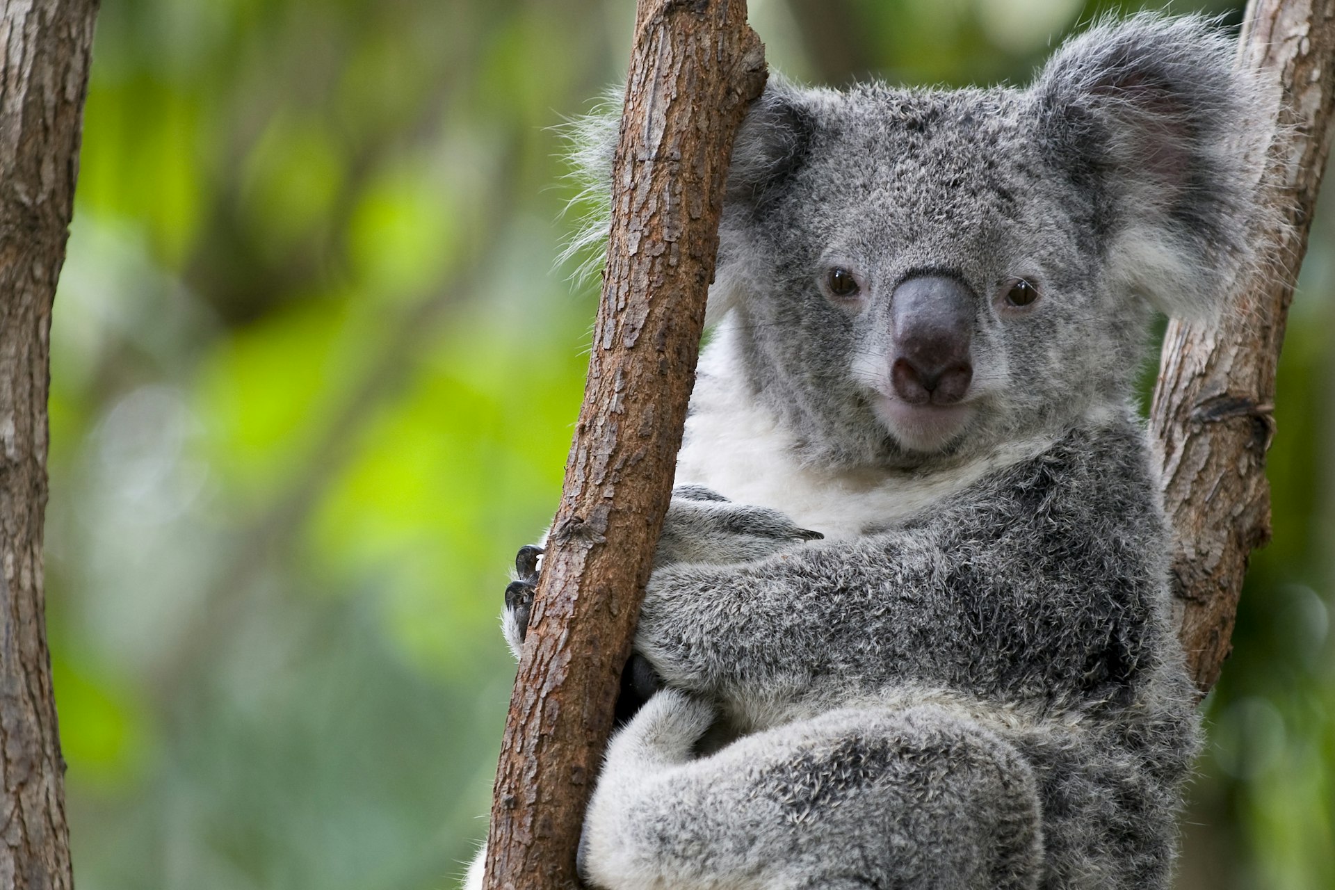 A koala, a small grey-brown bear-like creature, resting in trees