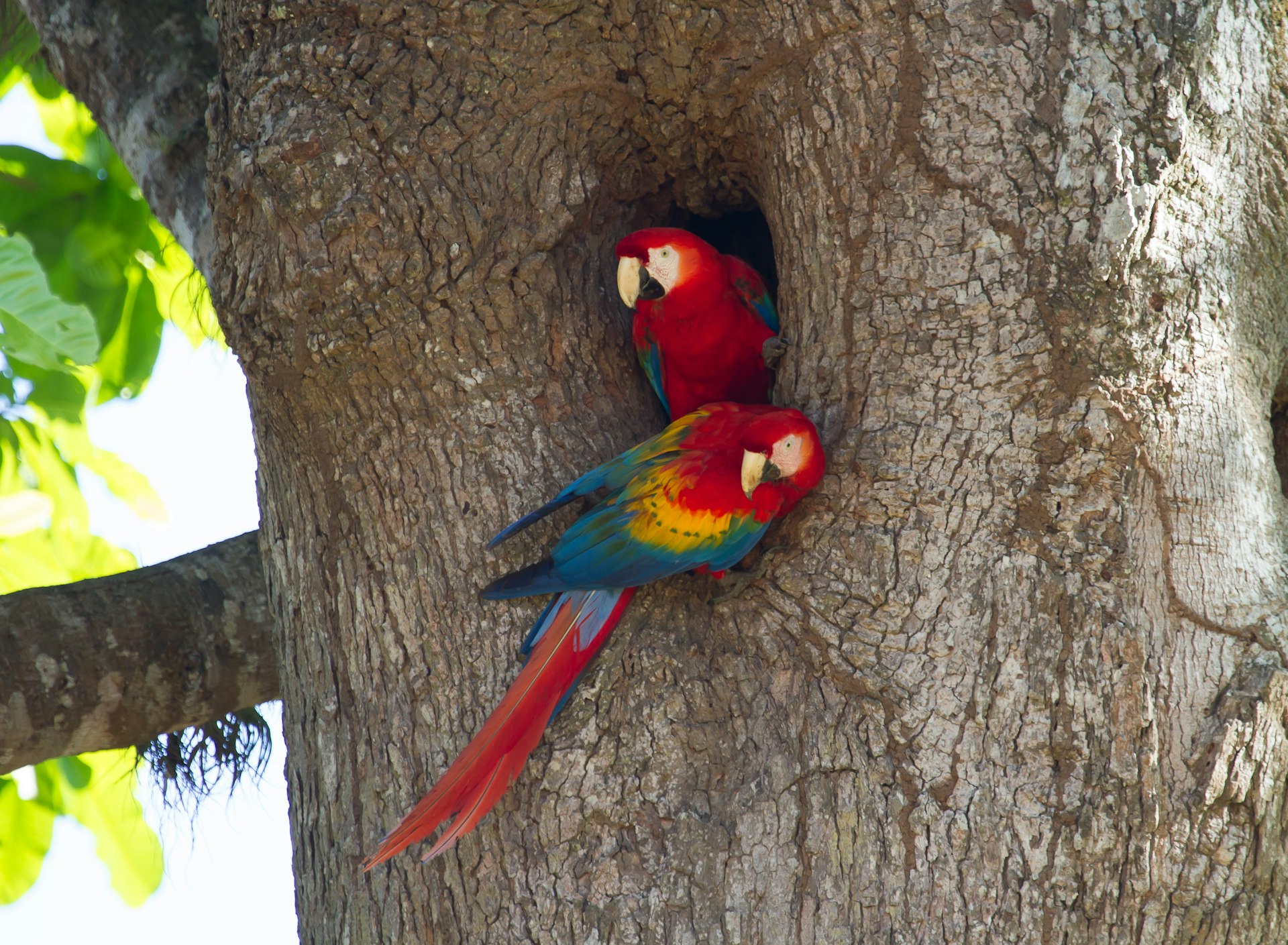 Pair of nesting scarlet macaws at Parque Nacional Carara, Costa Rica, Central America