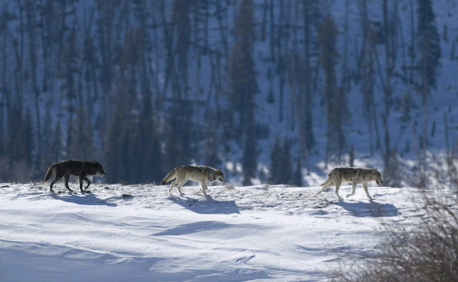 Three Druid timber wolves on snow in Yellowstone