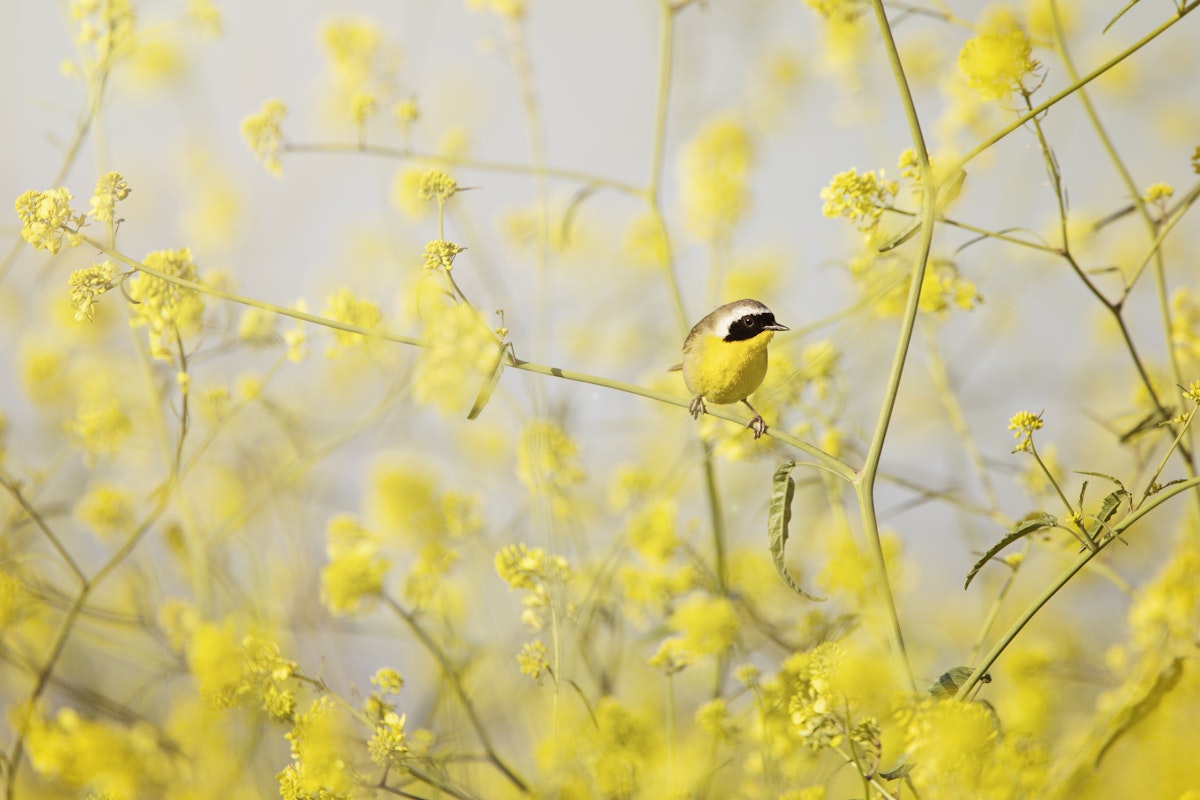 Not seen in the open very often, a male Common Yellowthroat perches among the yellow wild mustard flowers at Bolsa Chica Ecological Reserve.