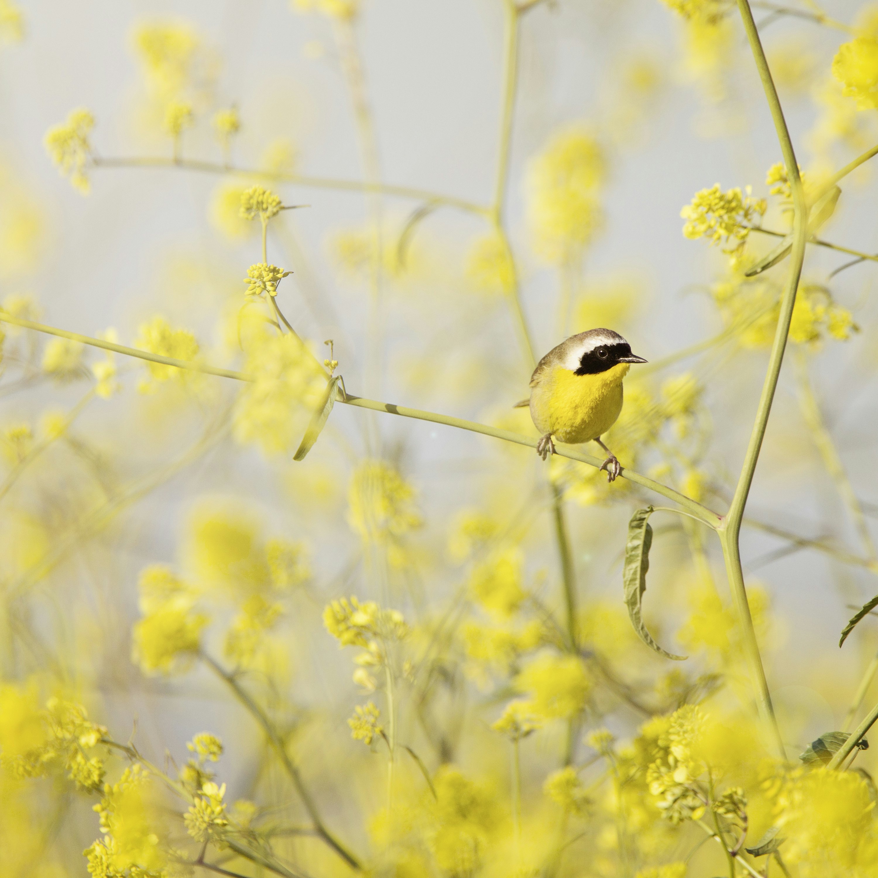 Not seen in the open very often, a male Common Yellowthroat perches among the yellow wild mustard flowers at Bolsa Chica Ecological Reserve.