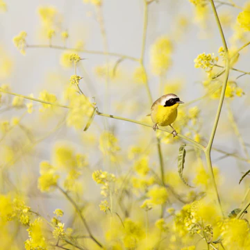 Not seen in the open very often, a male Common Yellowthroat perches among the yellow wild mustard flowers at Bolsa Chica Ecological Reserve.