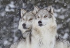 Two wolves gazing into the distance during snowfall in the Rocky Mountains.