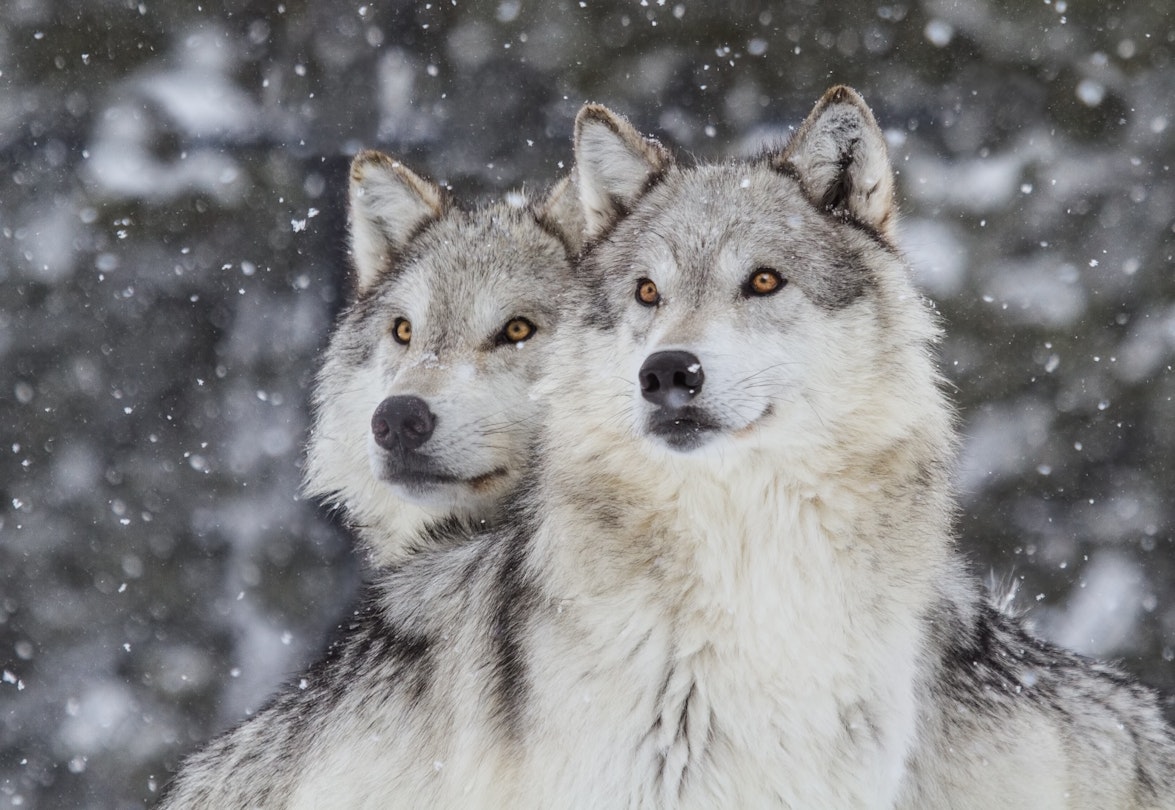 Two wolves gazing into the distance during snowfall in the Rocky Mountains.