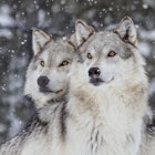 Two wolves gazing into the distance during snowfall in the Rocky Mountains.