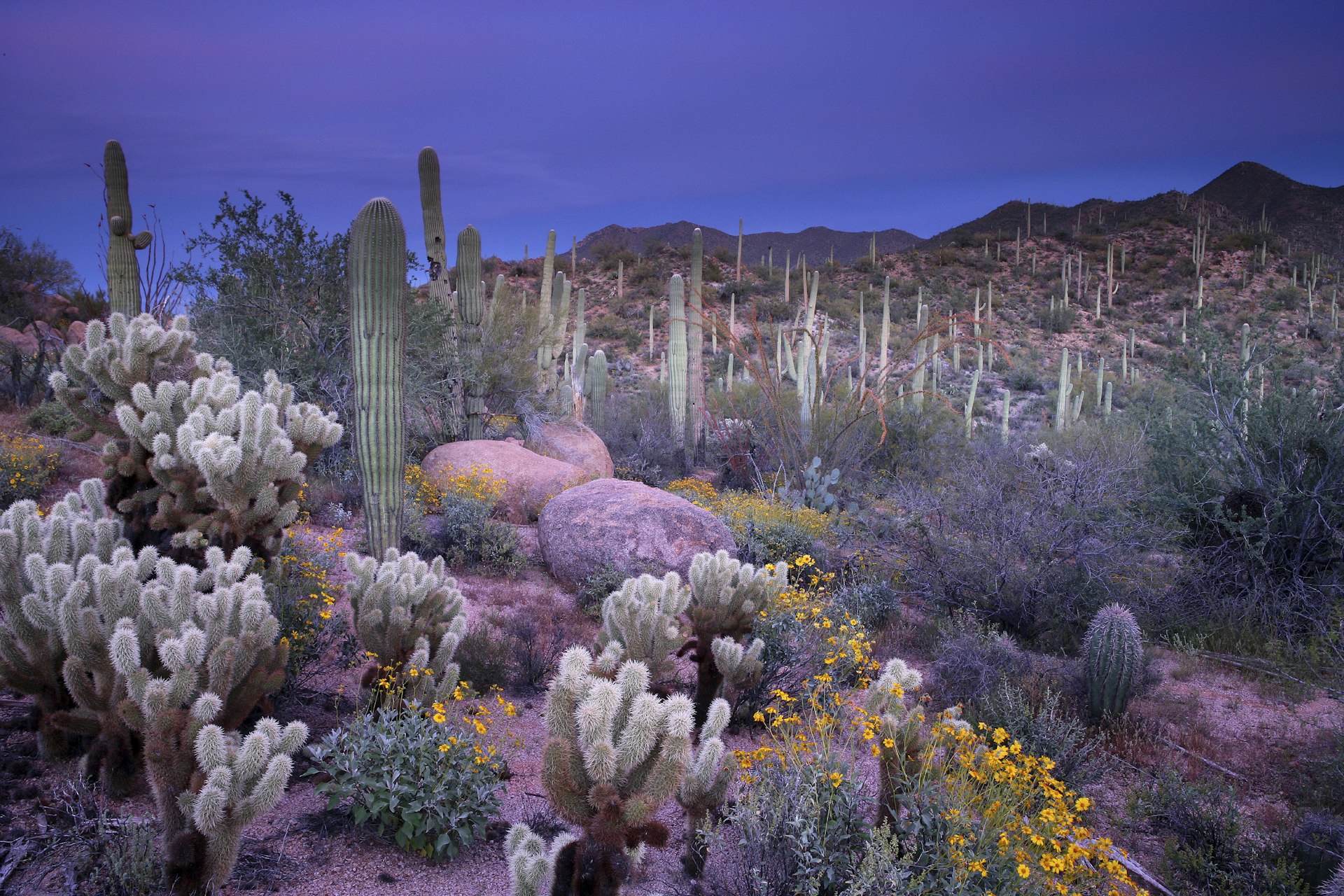 A desert garden made up of different types of cacti; the light is low and there's a purple haze over everything