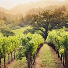 Napa Valley wine country mountain hillside vineyard in the morning mist and fog.