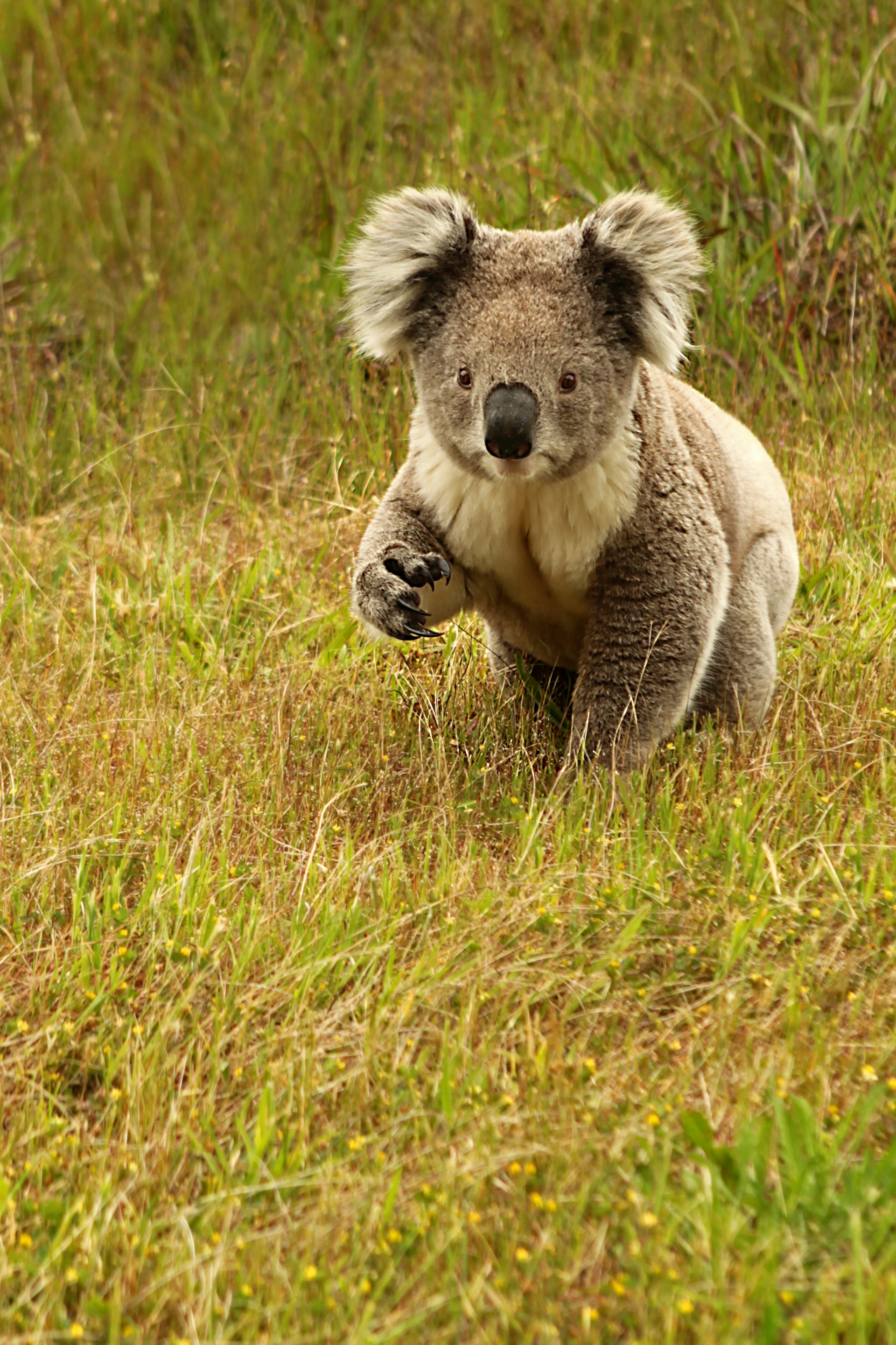 Koala on The Grass in Great Otway NP in Australia