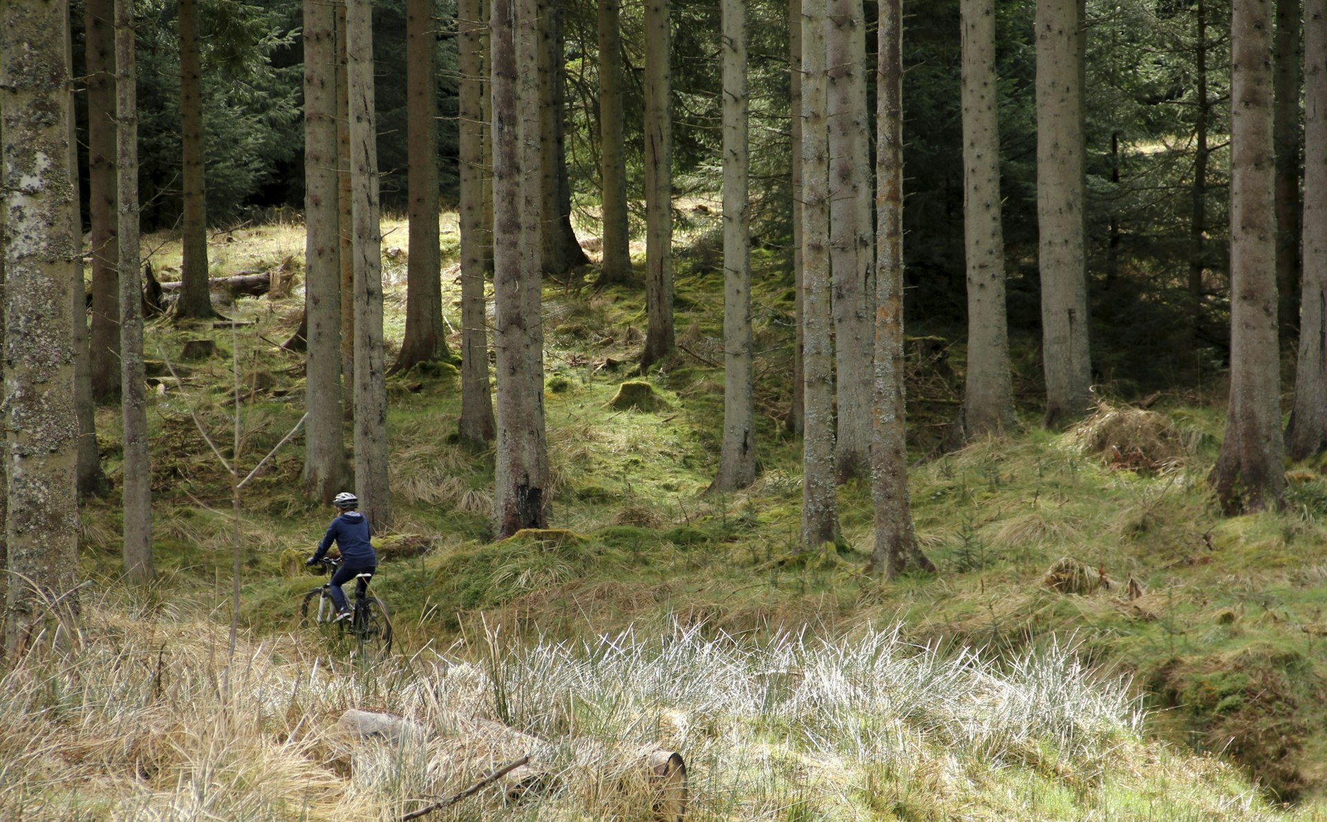 A solo cyclist rides through dense forest