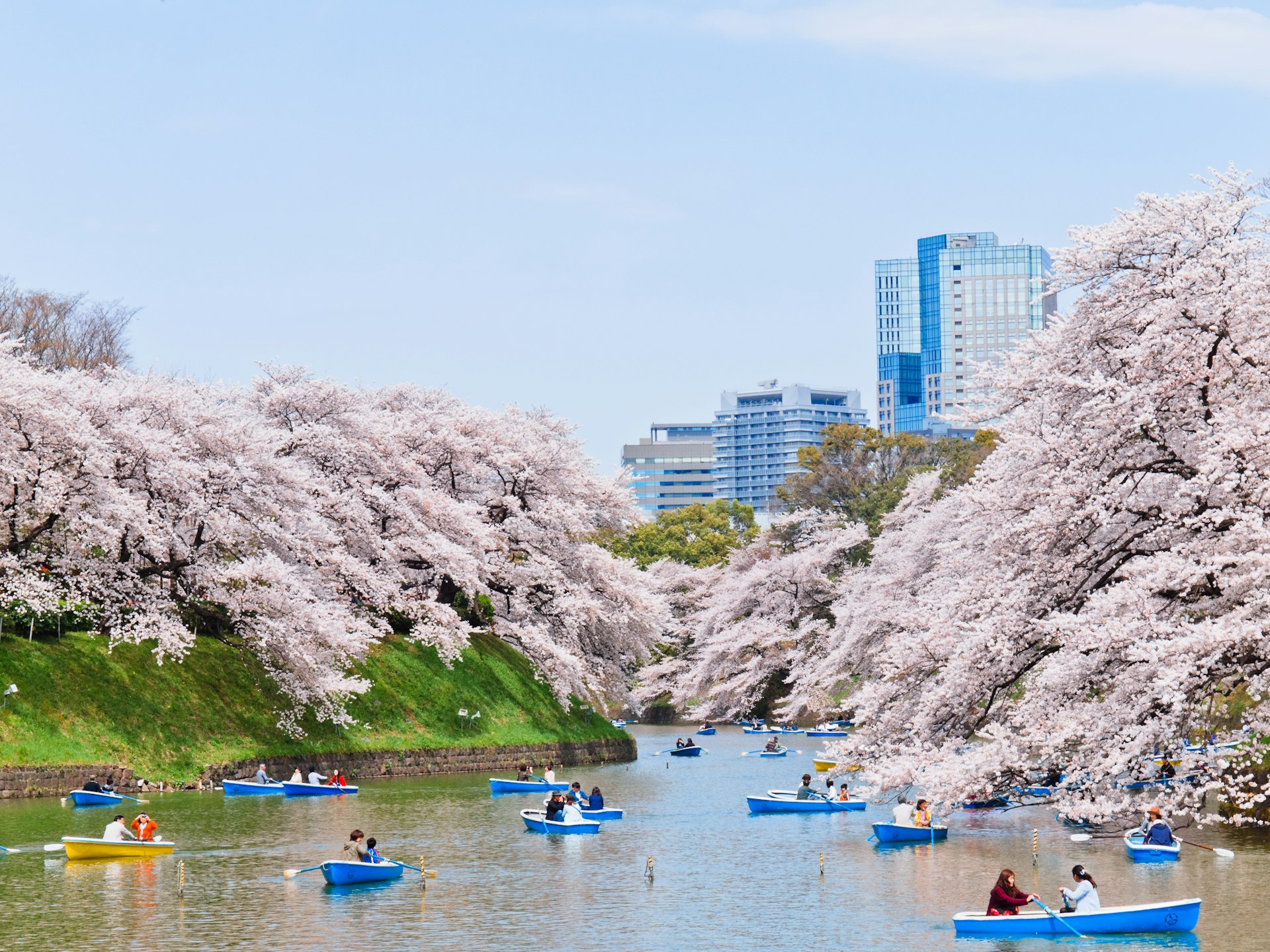 Boats going down a river lined with cherry blossom trees.