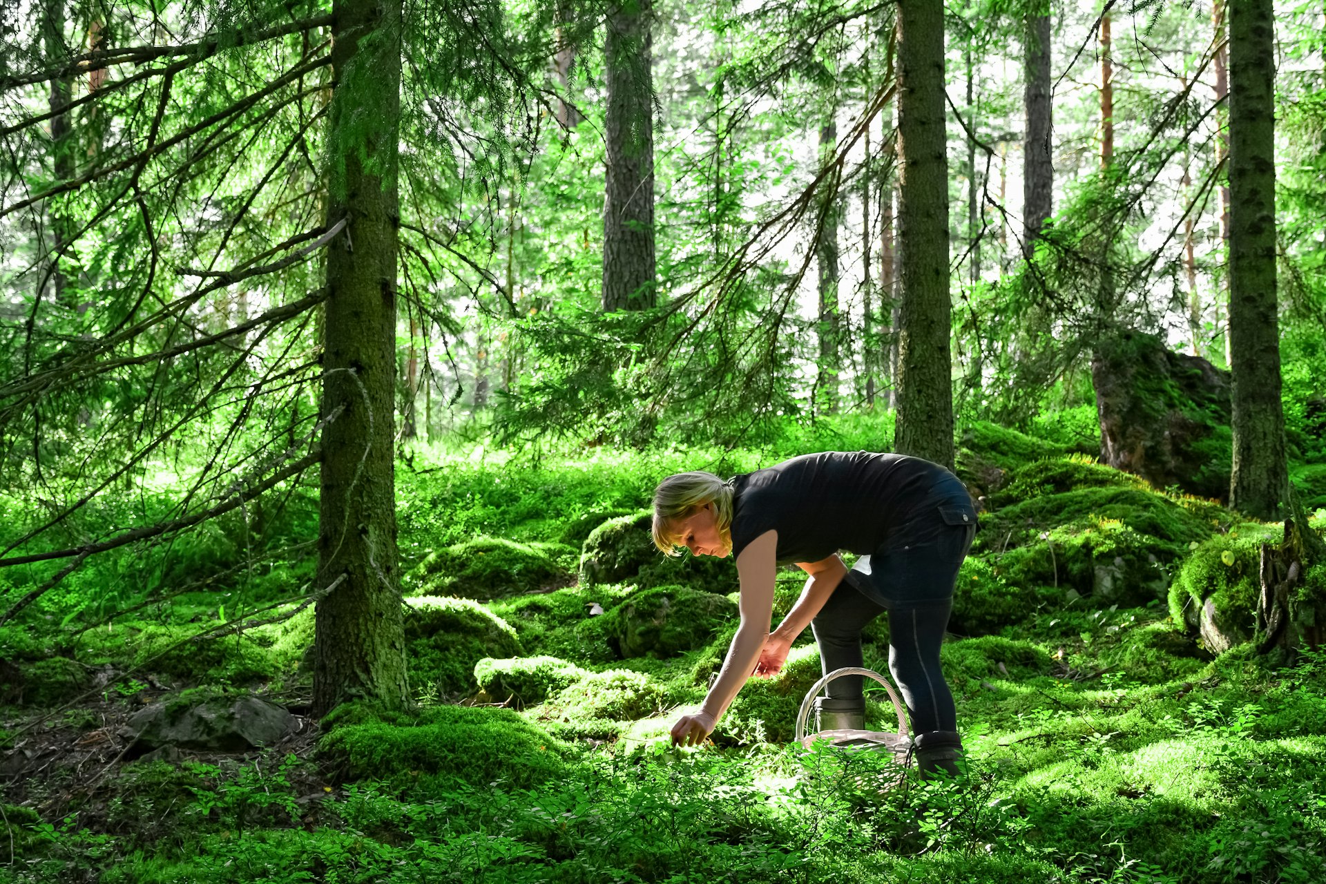 Woman picking wild blueberries and mushrooms in a forest in Finland