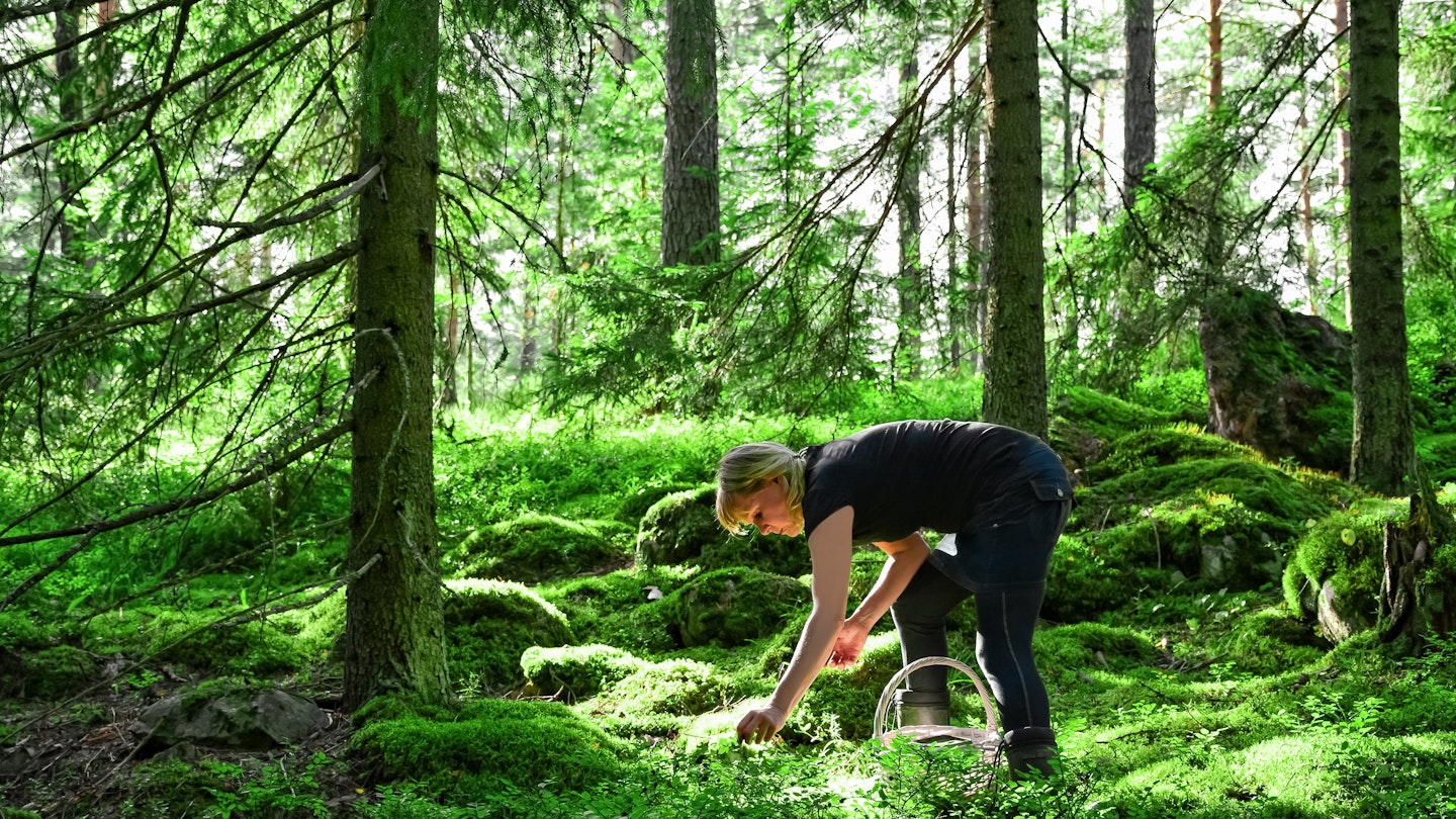 Woman picking wild blueberries and mushrooms in forest