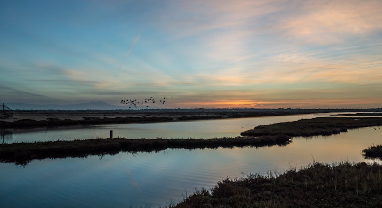 A flock of birds fly by as sunrise comes to life over the wetlands.