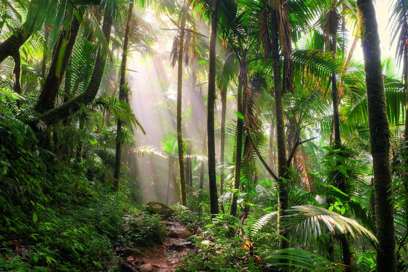 Sunlit jungle path through El Yunque National Forest in Puerto Rico.