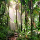 Sunlit jungle path through El Yunque National Forest in Puerto Rico.