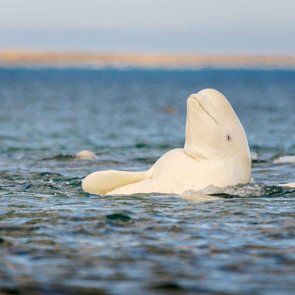 Beluga whale, Somerset Island, Canadian High Arctic.