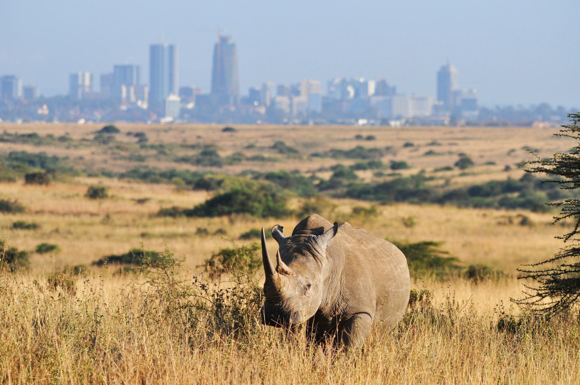 A rhino in open grasslands with the Nairobi skyline in the distance