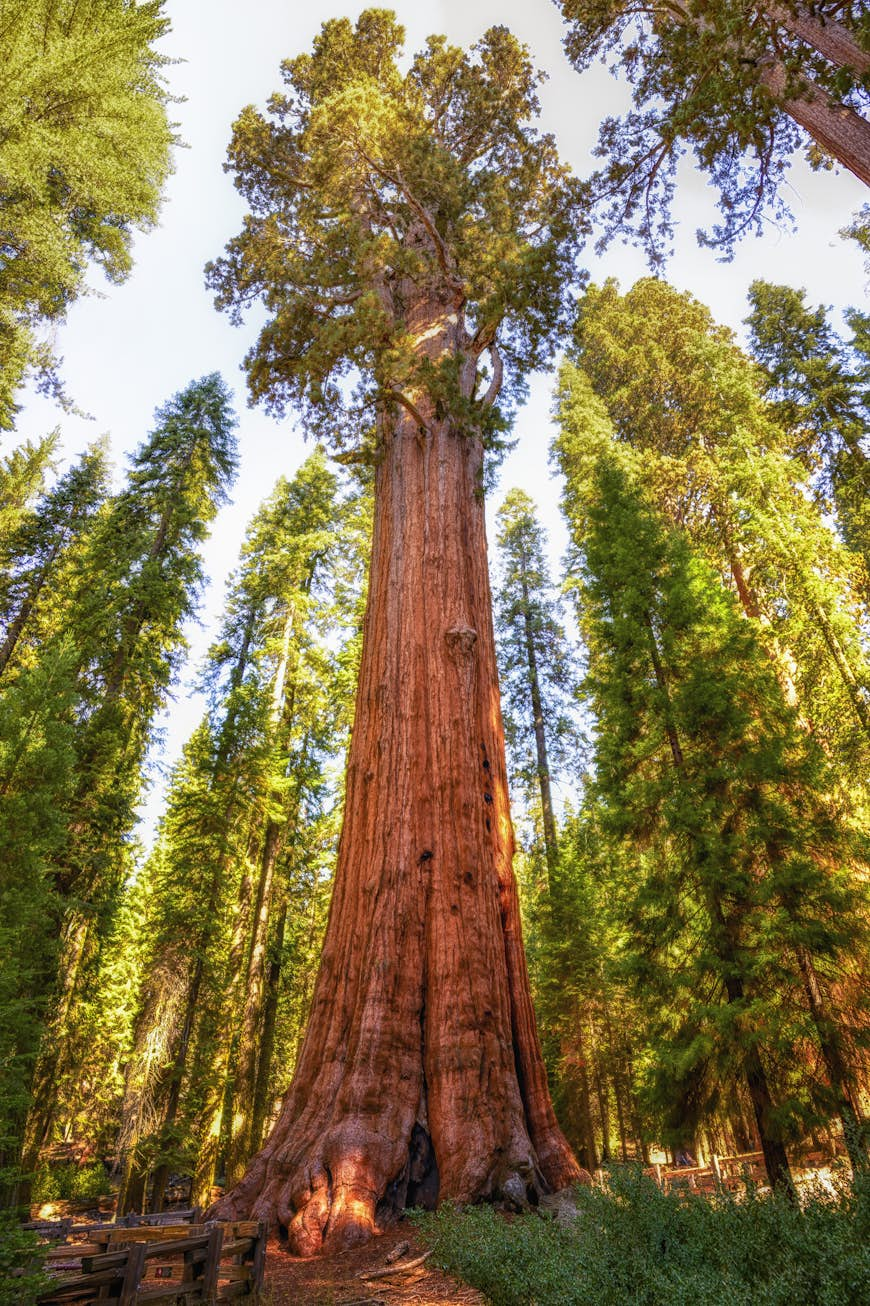 View of General Sherman from the ground up