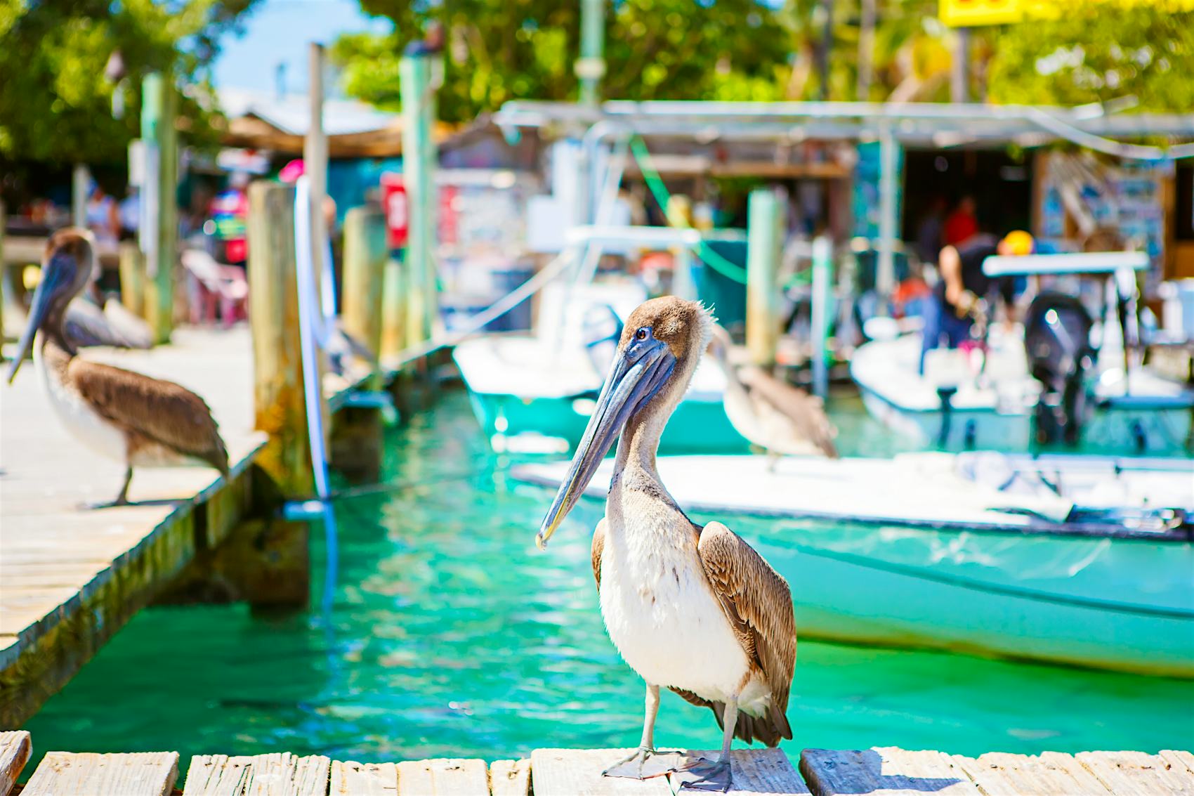 Low Season in Florida Keys: June through October A large brown pelican on a dock
