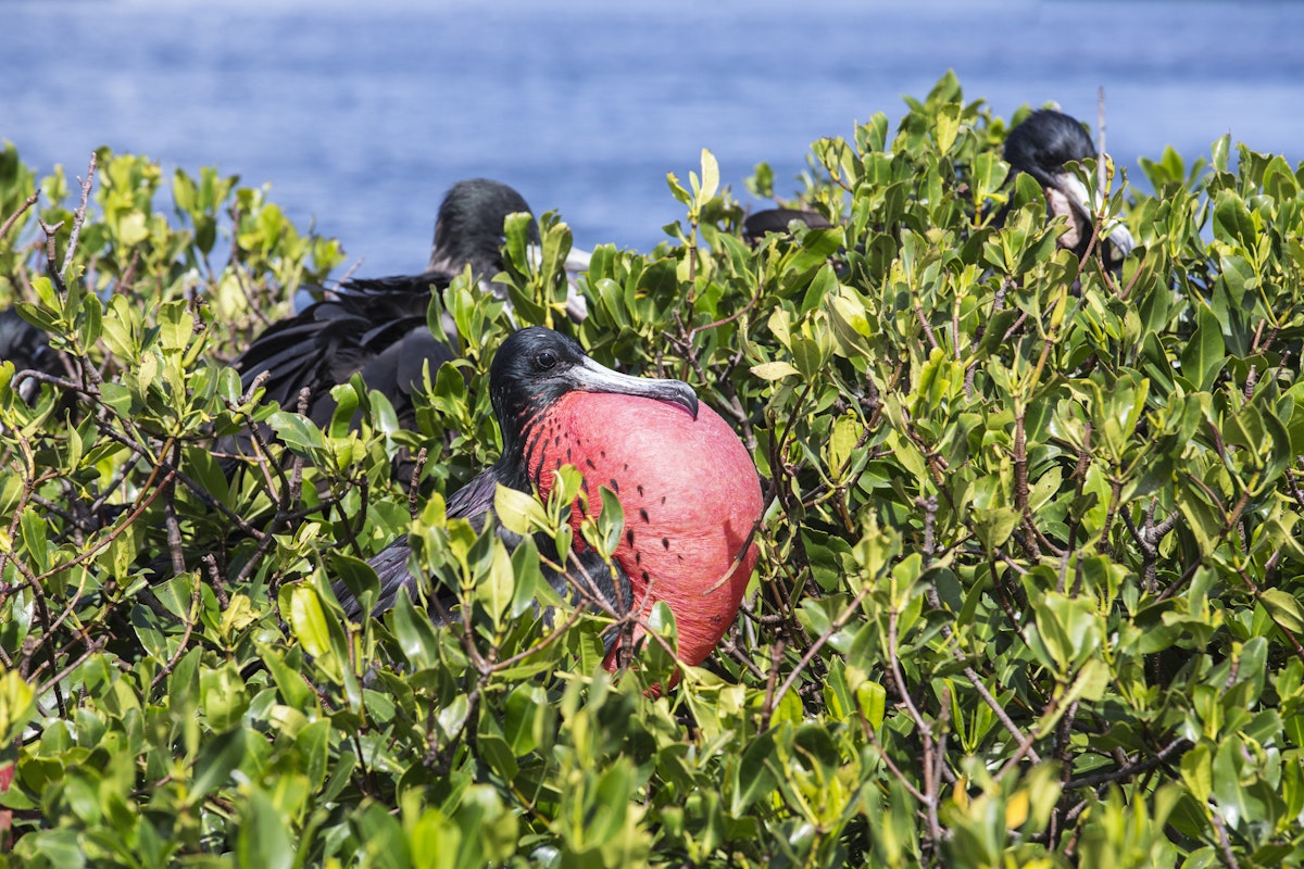 The male frigate with red throat pouch, which it inflates as part of its courtship behaviour, Antigua, Antigua and Barbuda, Leeward Islands, West Indies, Caribbean, Central America