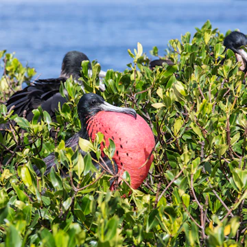 The male frigate with red throat pouch, which it inflates as part of its courtship behaviour, Antigua, Antigua and Barbuda, Leeward Islands, West Indies, Caribbean, Central America