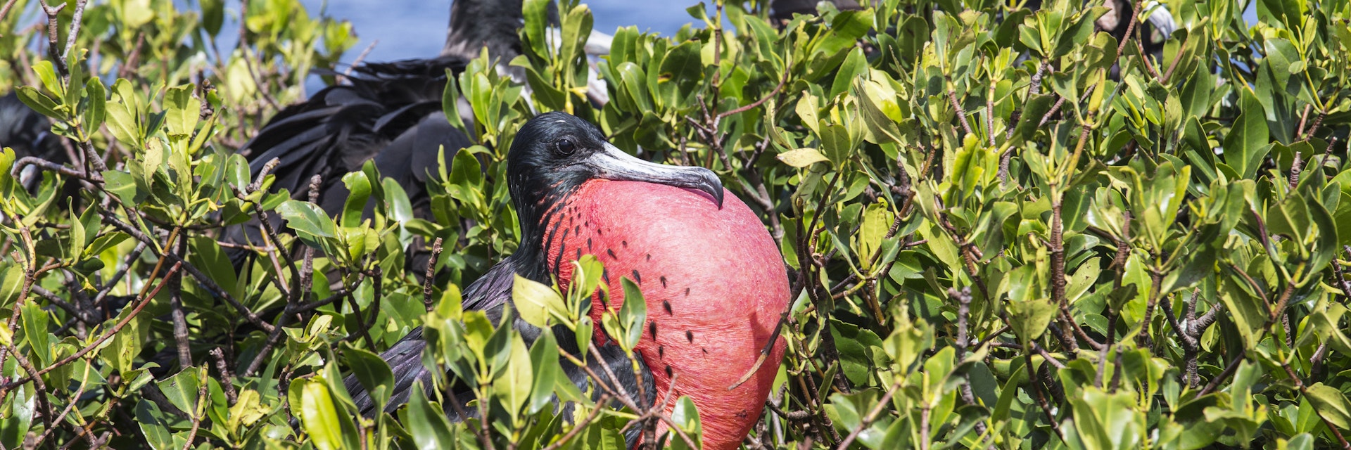 The male frigate with red throat pouch, which it inflates as part of its courtship behaviour, Antigua, Antigua and Barbuda, Leeward Islands, West Indies, Caribbean, Central America
