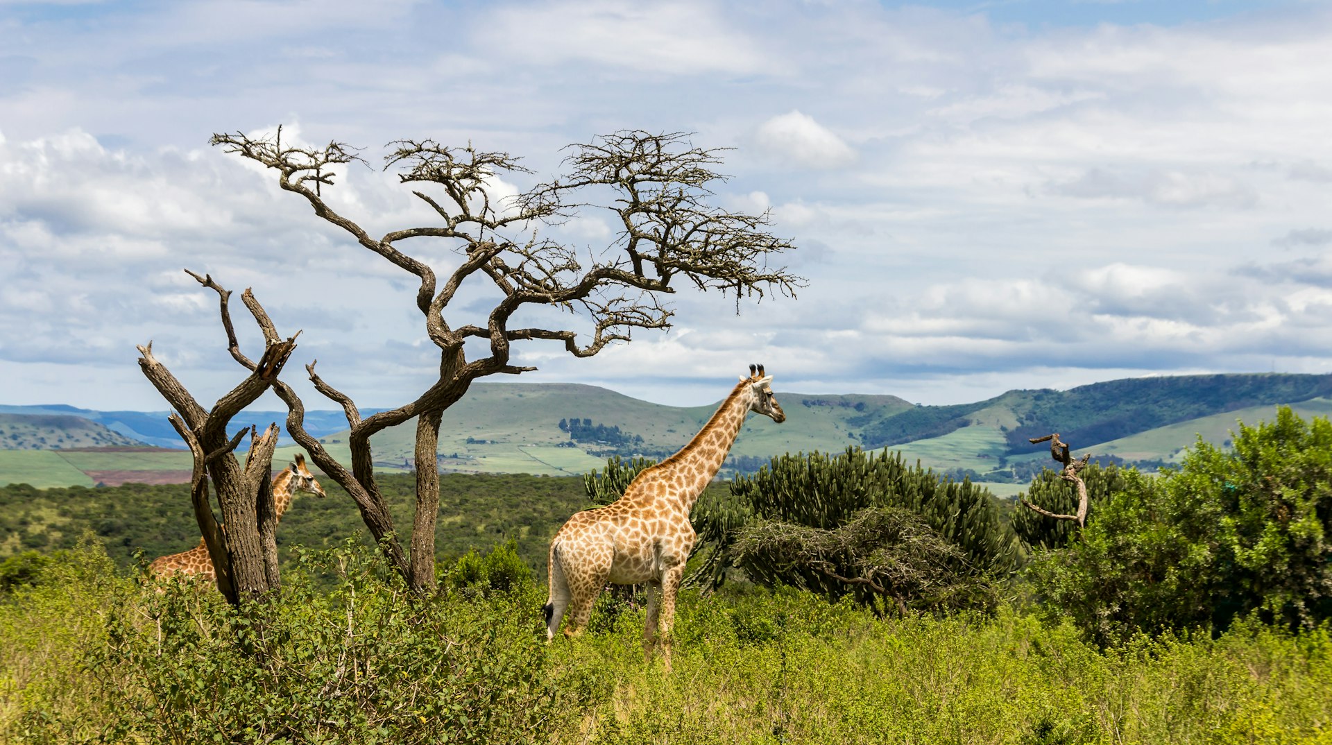 Two Giraffes In The Wild