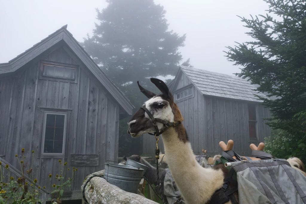 LeConte Llamas LeConte Llamas