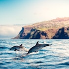 Group of dolphins jumping from the sea near Madeira Island.