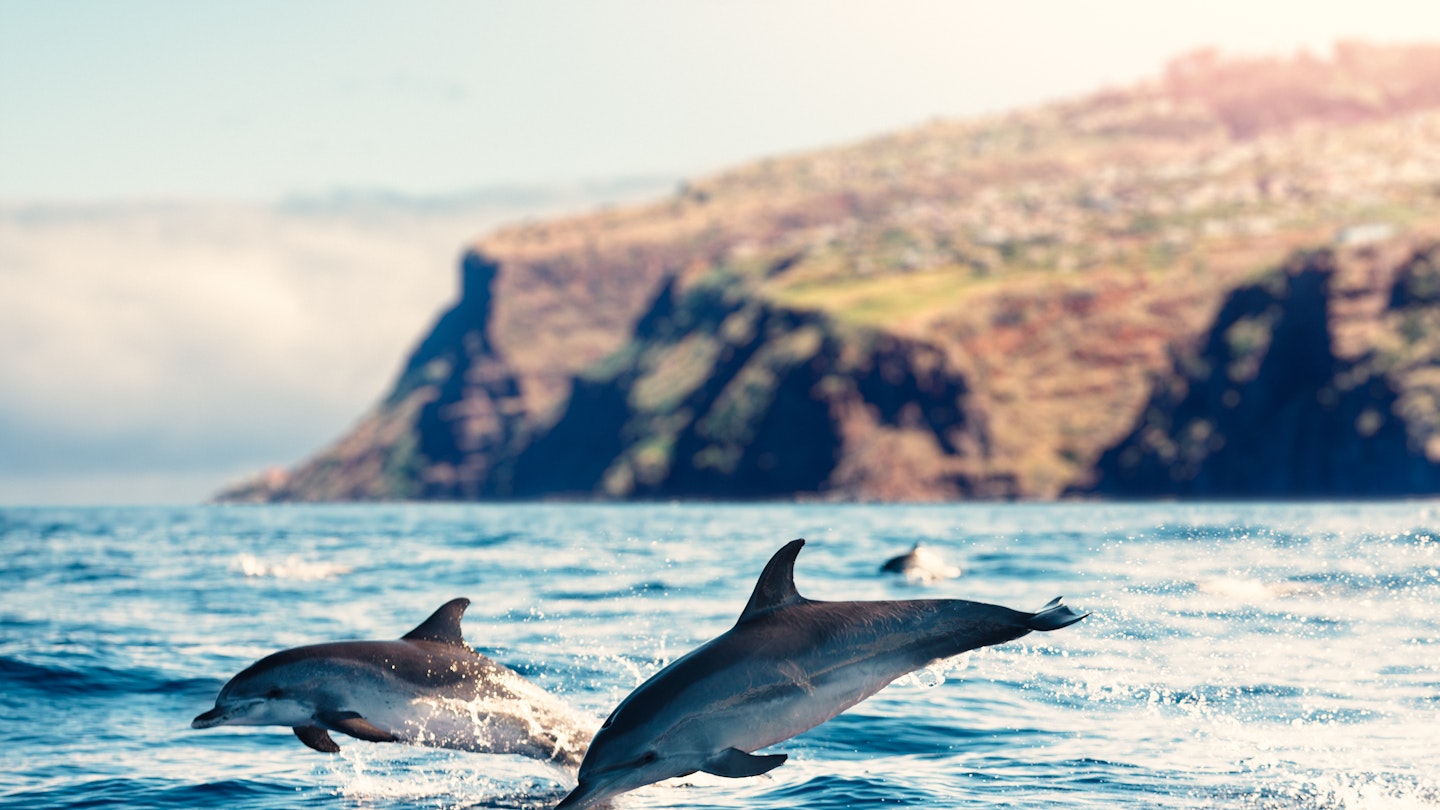 Group of dolphins jumping from the sea near Madeira Island.
