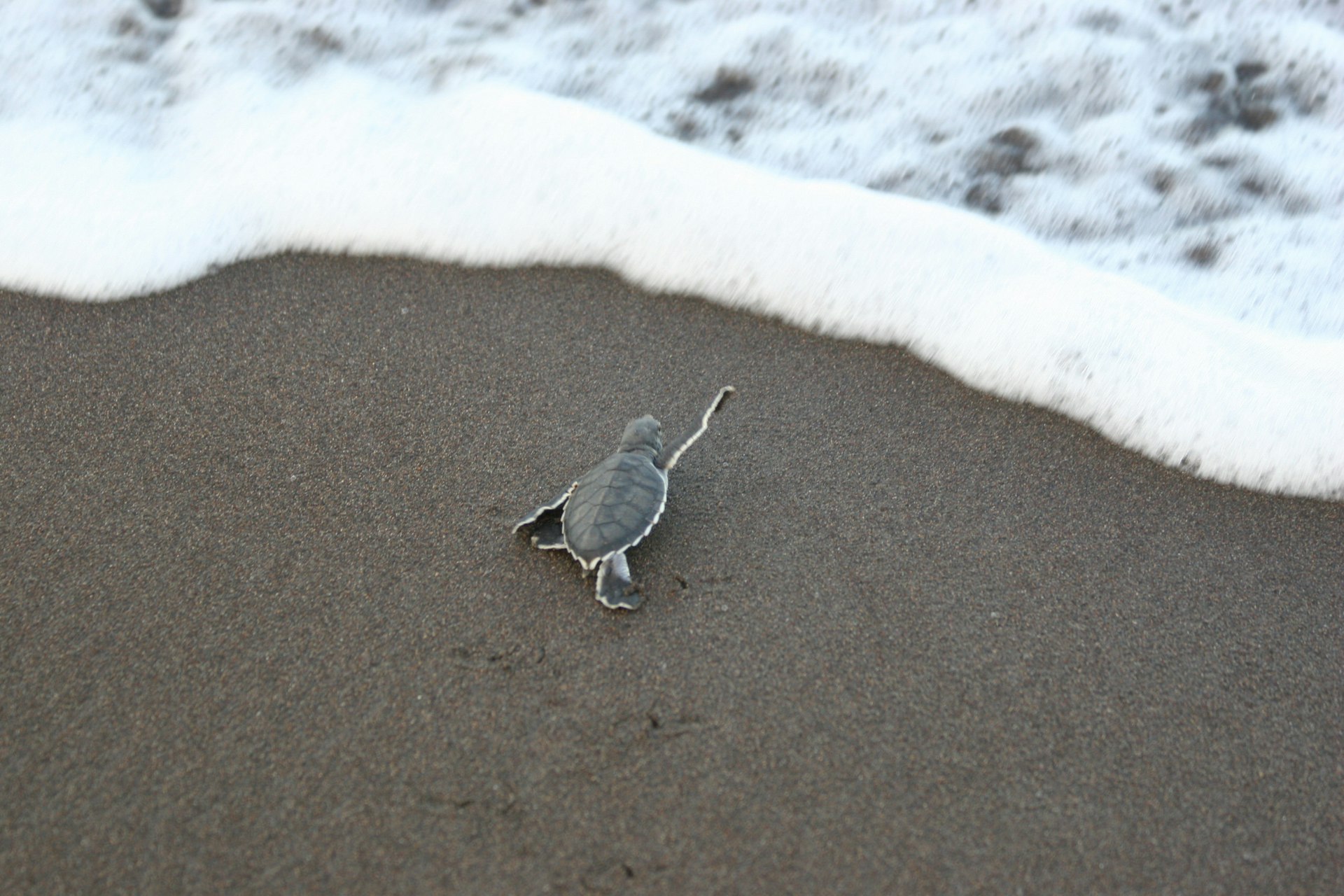 A newly hatched loggerhead turtle crossing the sand from the beach to the Caribbean Sea in Tortuguero National Park, Costa Rica