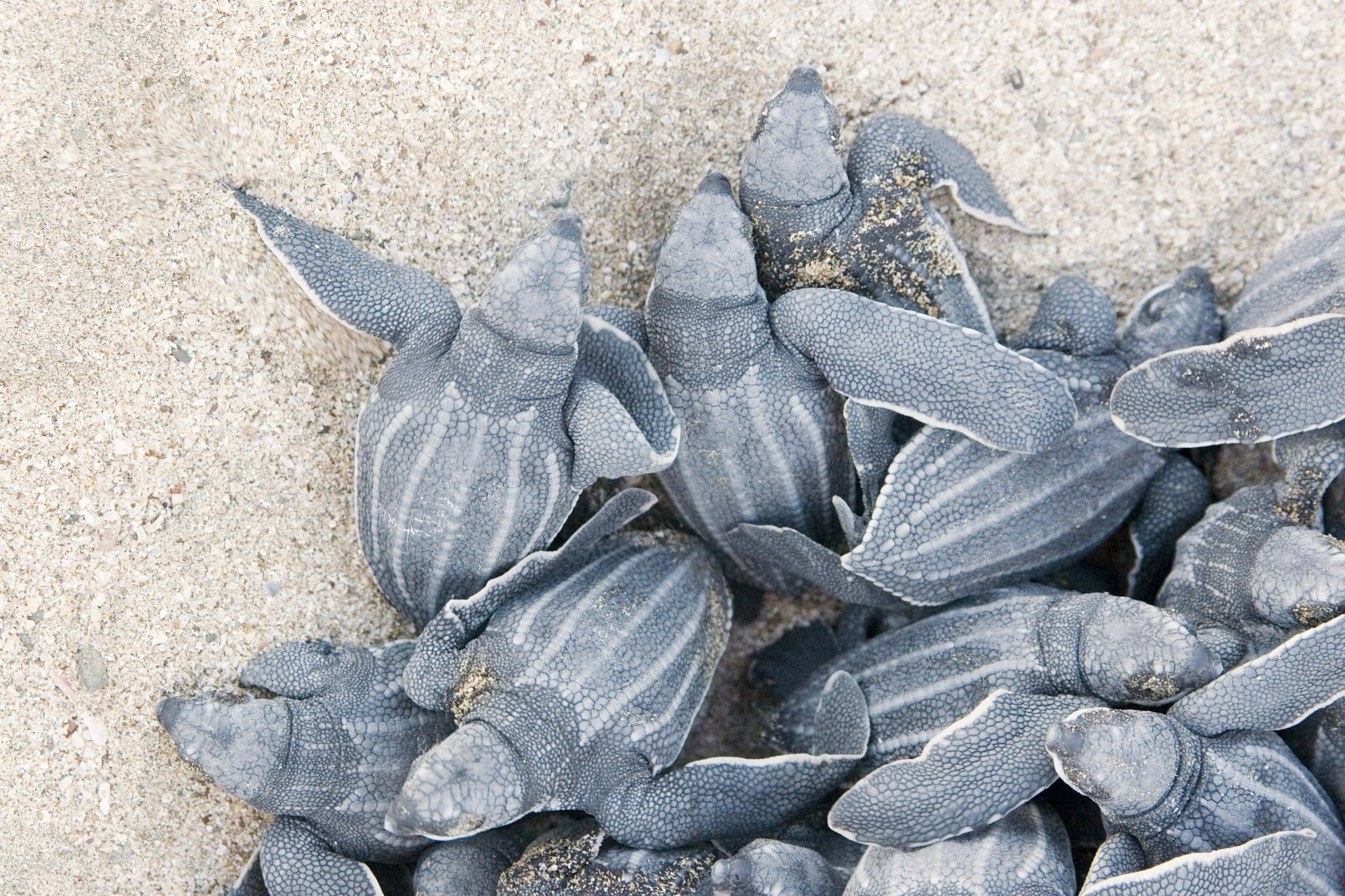 A cluster of endangered leatherback sea turtle hatchlings emerging from their nest on a beach in Costa Rica