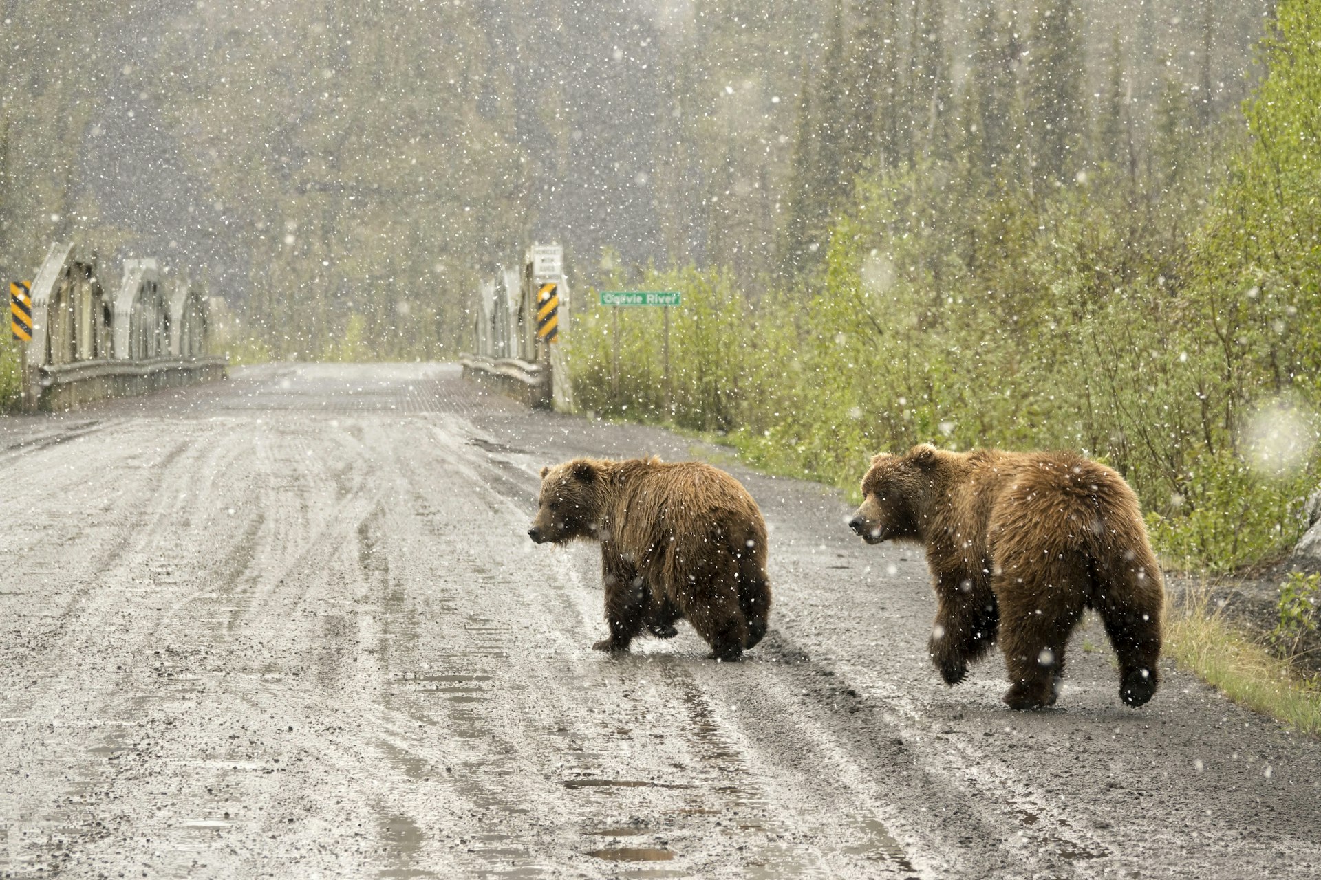 Grizzly pair walk snowy Dempster Highway Yukon Territory Tiaga Range Ogilvie Mountains