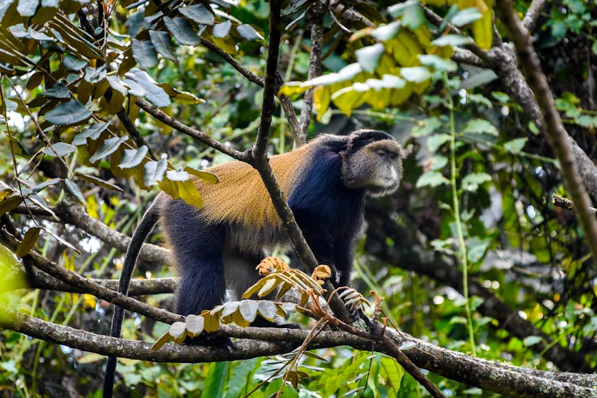 This Rwandan national park is opening to primate trekking - Lonely Planet