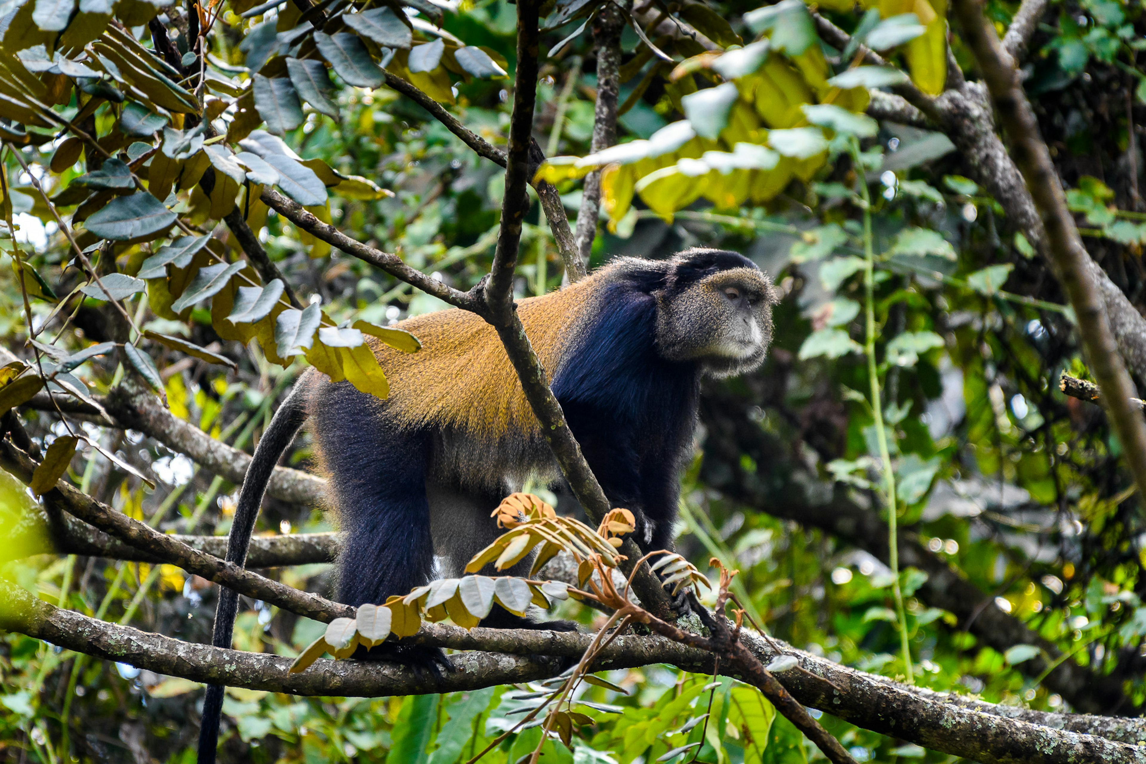 A monkey in Gishwati-Mukura National Park