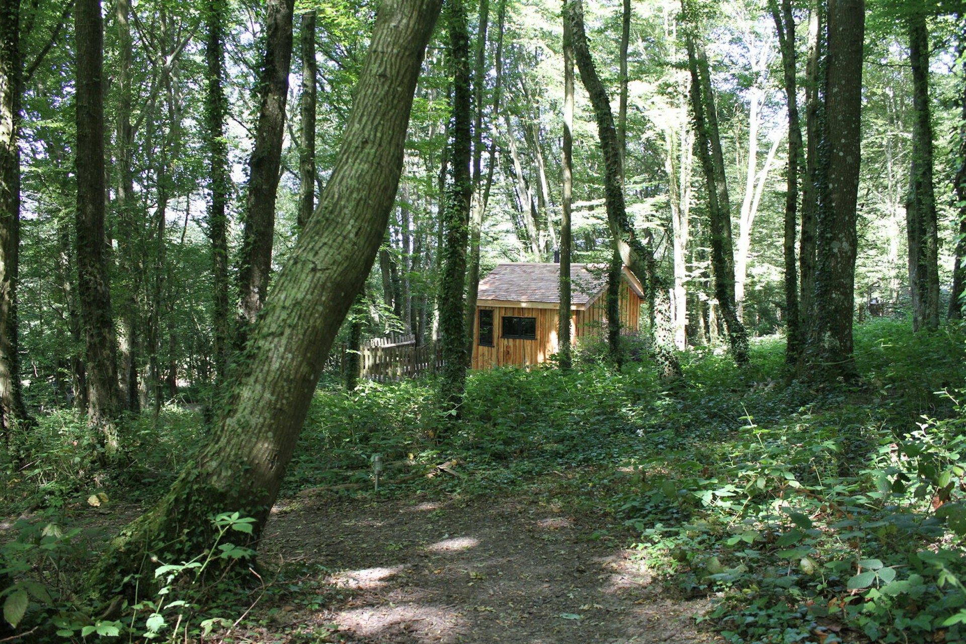 A woodland path leads to a wooden cabin, tucked among the trees