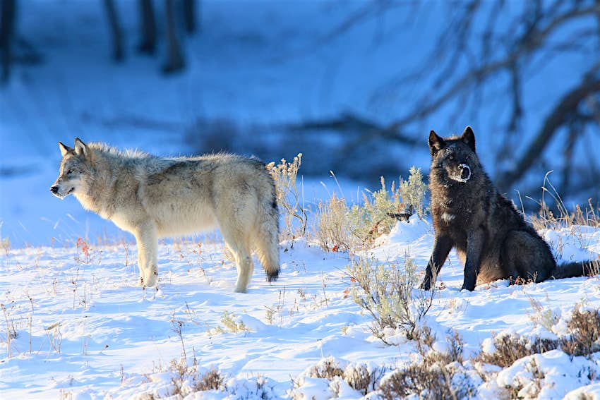 A Historic Vote In Colorado Will Bring Gray Wolves Back To The Ecosytem Lonely Planet
