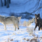 Gray Wolves.jpg